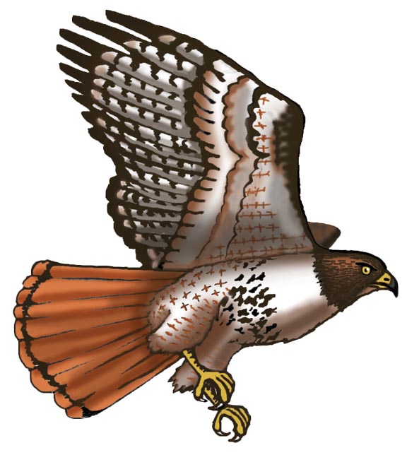 Hawk (Red-tailed)