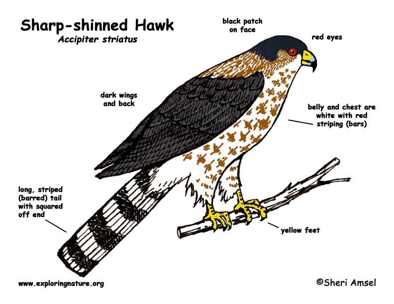 Hawk (Sharp Biology Diagrams