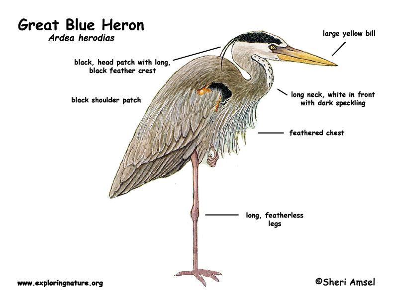 Heron (Great Blue)