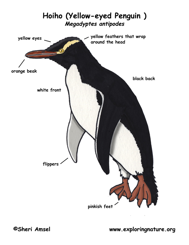 yellow eyed penguin coloring pages - photo #16