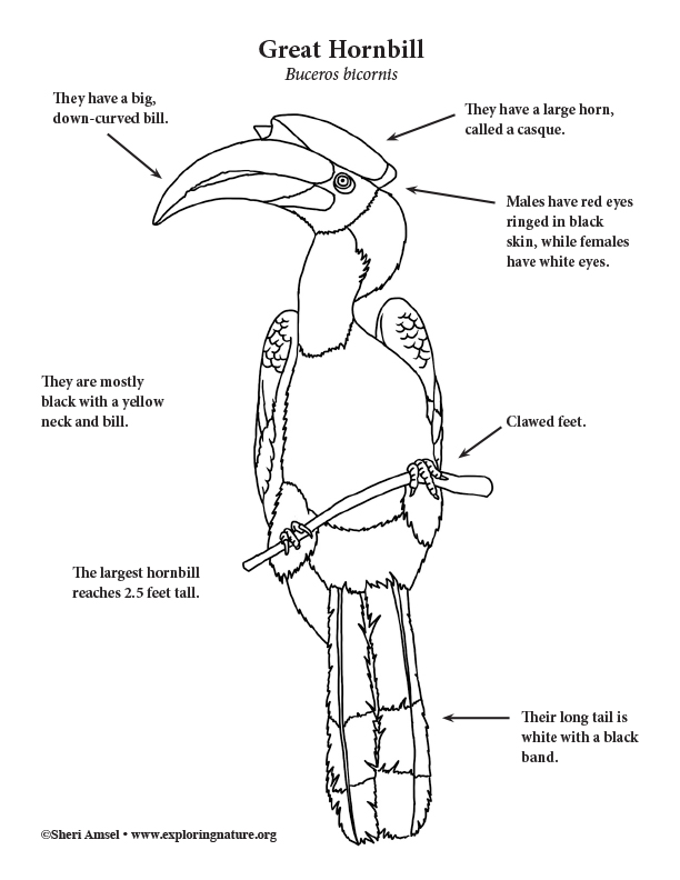 Hornbill (Great) Coloring Page