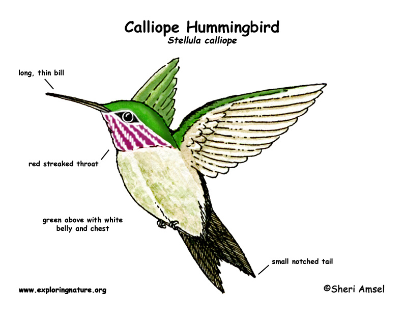 Hummingbird (Calliope)