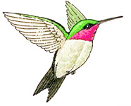 Hummingbird (Ruby-throated)