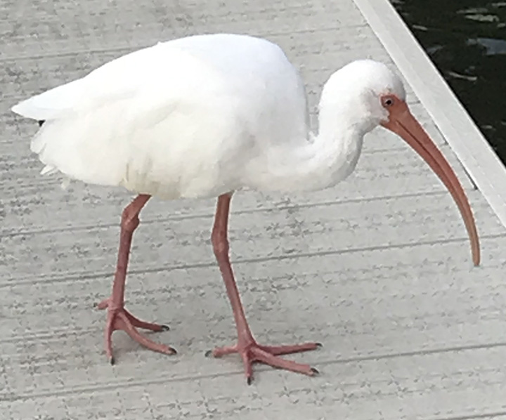 Ibis (White)