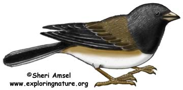Junco (Dark-eyed)