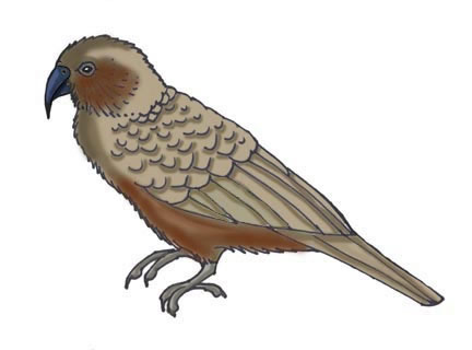 Kaka (Bush Parrot)