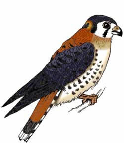 Kestrel (American)