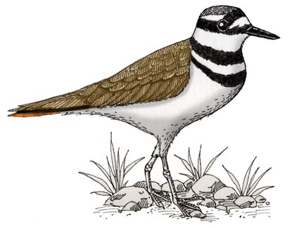 Killdeer