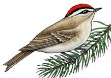 Kinglet (Ruby-crowned)