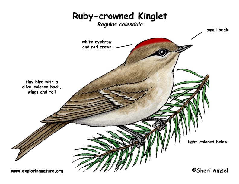 Kinglet (Ruby-crowned)