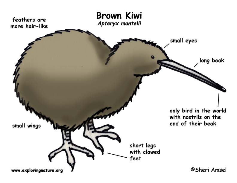 Kiwi Bird Egg Size Comparison