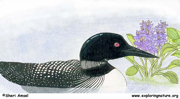 Loon (Common)