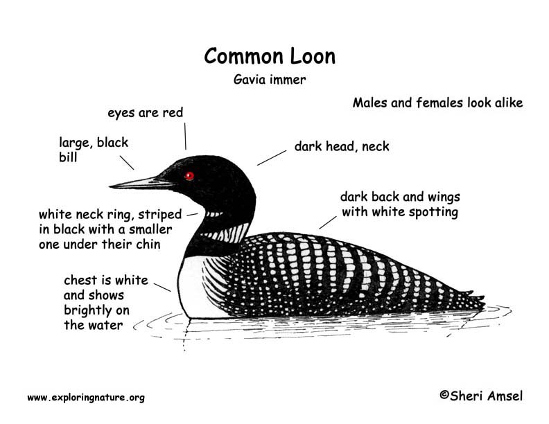 loon_diagram.jpg