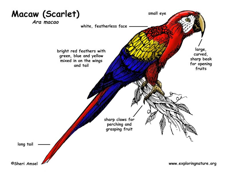 Macaw scarlet 