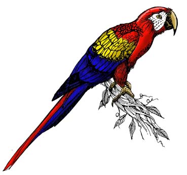 Macaw (Scarlet)