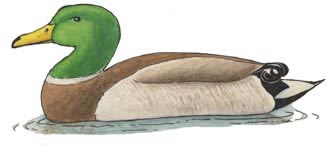 Duck (Mallard)