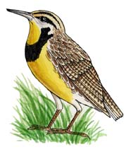 Meadowlark (Eastern)