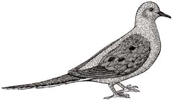 Mourning Dove
