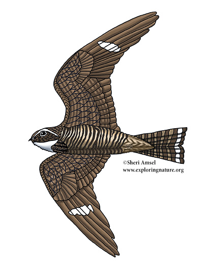 Nighthawk (Common)