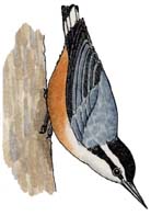 Nuthatch (Red-breasted)