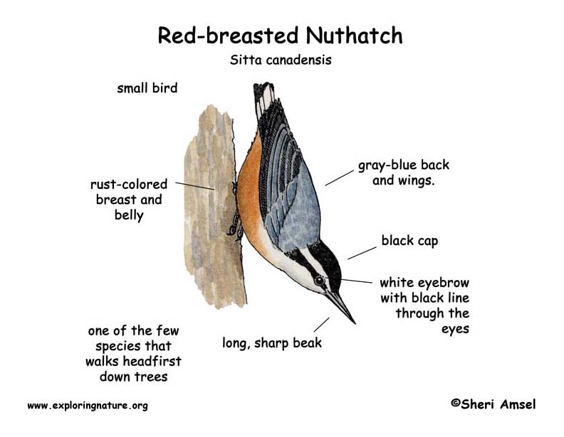 Nuthatch (Red-breasted)