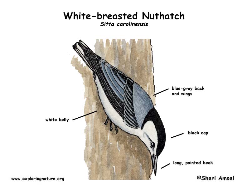 Nuthatch (White-breasted)