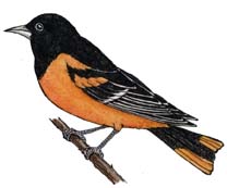 Oriole (Baltimore)