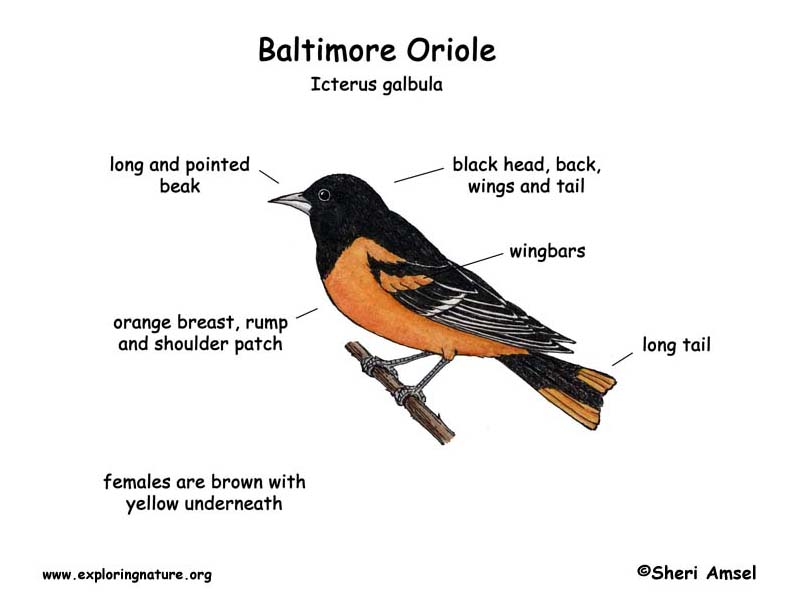 Oriole (Baltimore) -- Exploring Nature Educational Resource