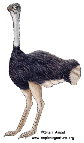 Ostrich Ostrich