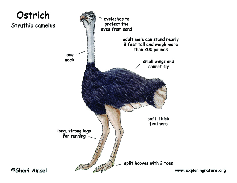 ostrich