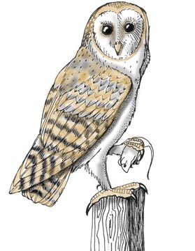 Owl (Barn)