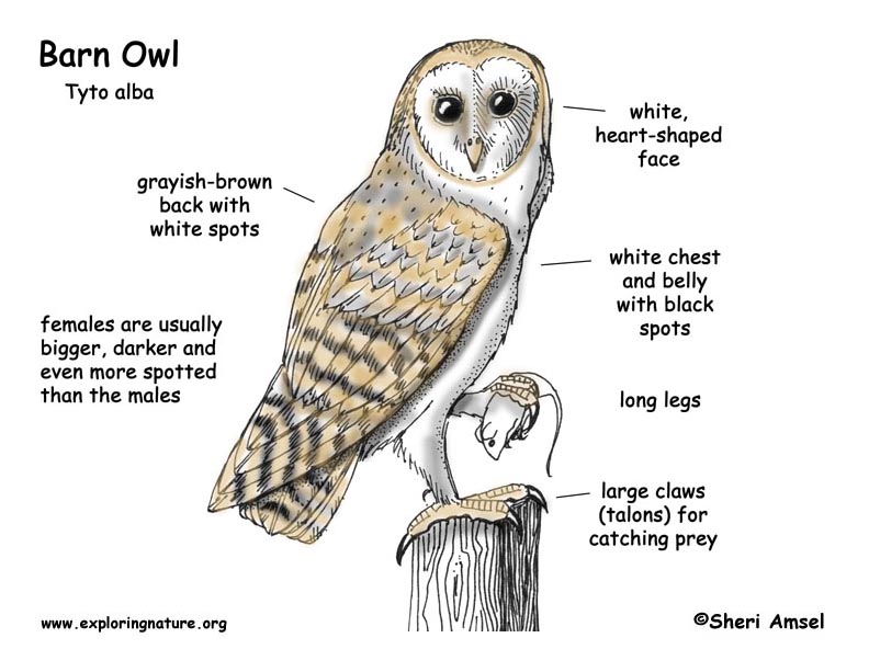 Barn Owls Food