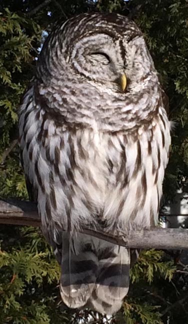 Owl (Barred)