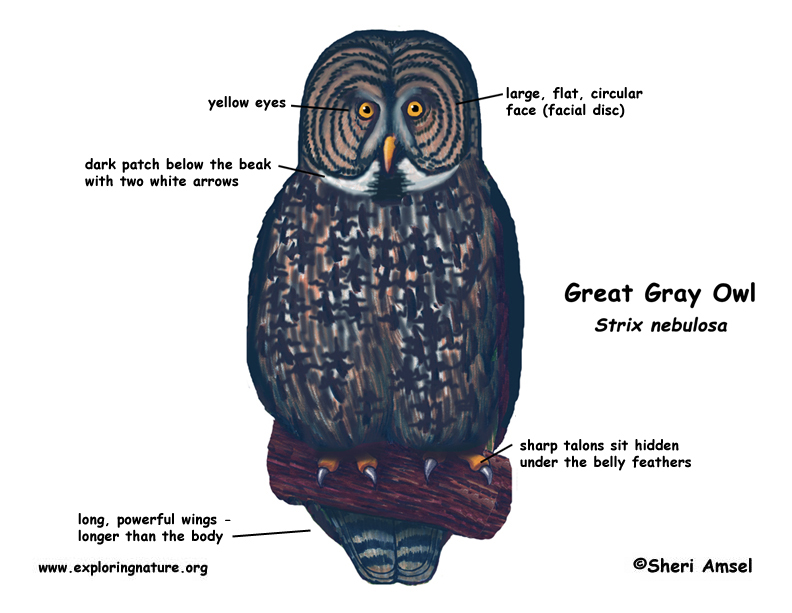 Owl (Great Gray)