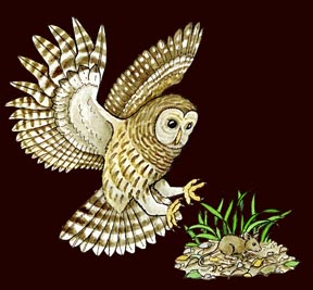 Owl Hunting