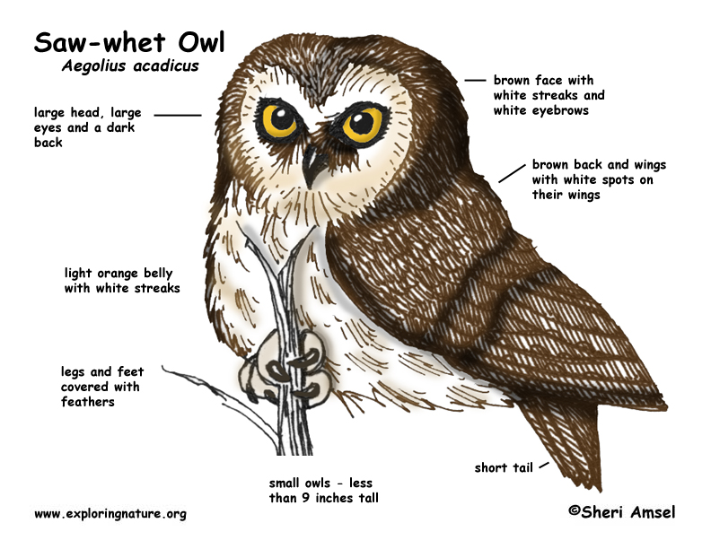 Owl (Saw-whet)