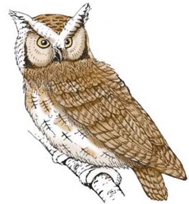 Owl (Eastern Screech)