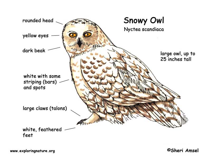 Owl (Snowy)