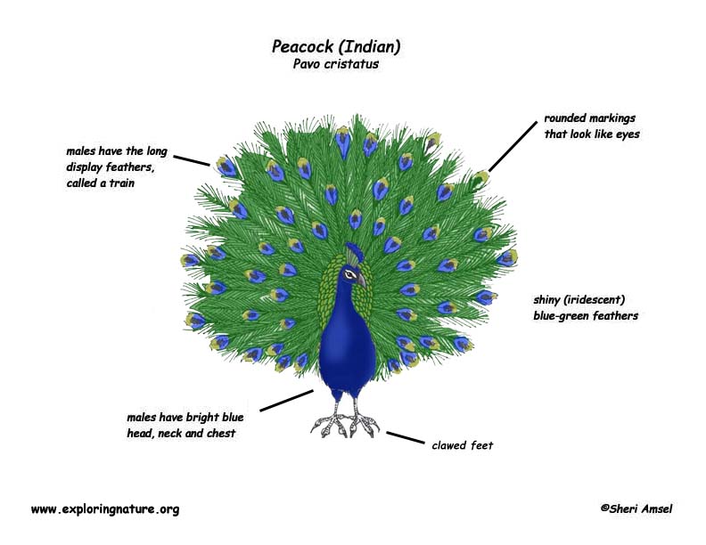 Peacock (Indian)