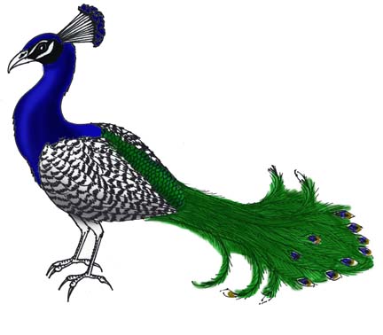 Peacock (Indian)