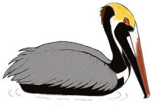 Pelican (Brown)