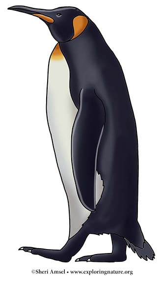 Penguin (King)