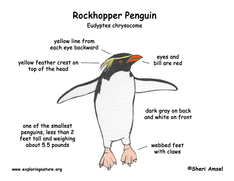 Coloring Page Macaroni Penguin Diet Biology Diagrams