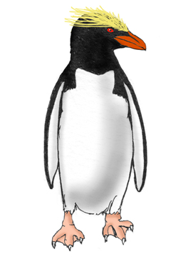Penguin (Macaroni)