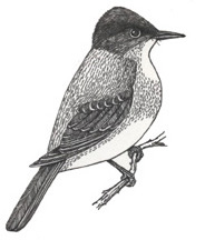 Phoebe (Eastern)