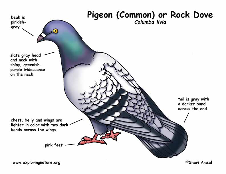 Capri Bird Name Meaning & Info - Drlogy