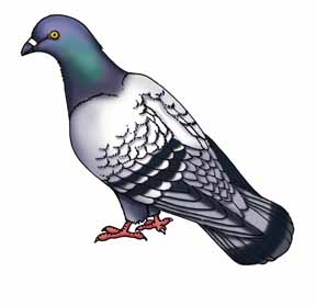 Pigeon (Common) or Rock Dove 