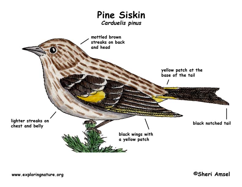 Pine Siskin