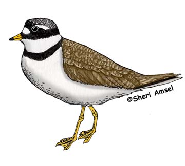 Plover (Semipalmated)