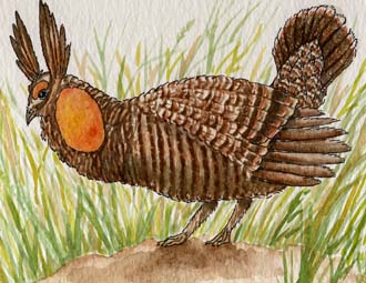Prairie Chicken (Greater)